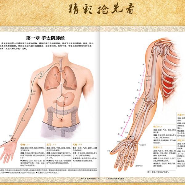 《人体经络穴位标准大图册》