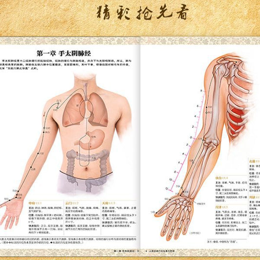 《人体经络穴位标准大图册》