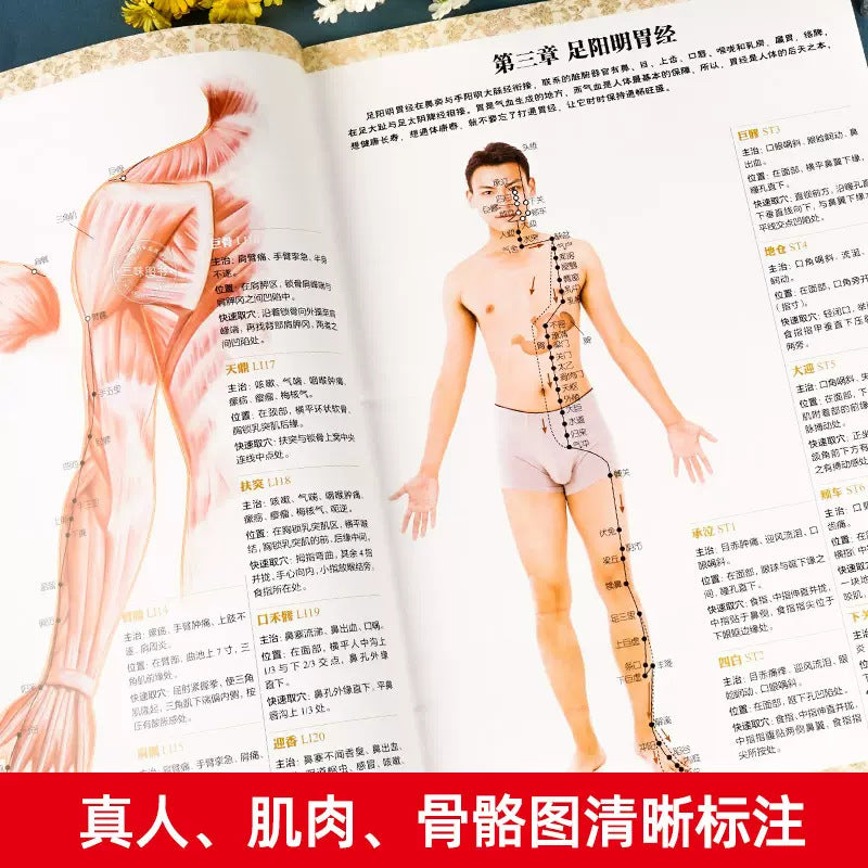 《人体经络穴位标准大图册》